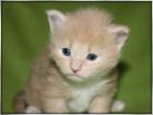 Zuckersüße Maine Coon Kitten mit Papieren
